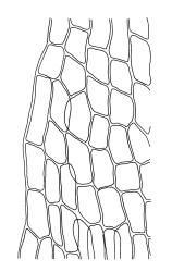 Plagiobryum novae-seelandiae, mid laminal cells at margin. Drawn from A.J. Fife 5075, CHR 104220.
 Image: R.C. Wagstaff © Landcare Research 2015 